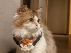 -欣宠猫屋·矮脚拿破仑·蓝金金渐层