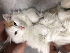 -光明巷里木烤肉