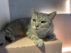 -猫儿山۰猫主题餐厅
