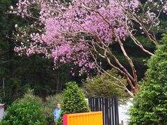 -深圳仙湖植物园