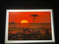 -罗红摄影艺术馆