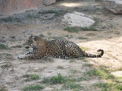 -北京野生动物园