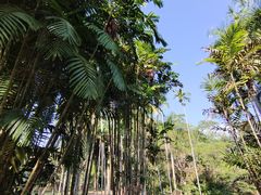 -中国科学院西双版纳热带植物园