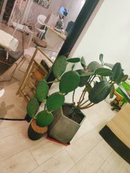 -杨丹国际美学肌研所