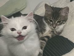 -喵百万·布偶·蓝金金渐层英短·猫舍(百子湾店)
