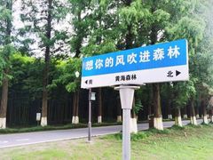 -黄海国家森林公园