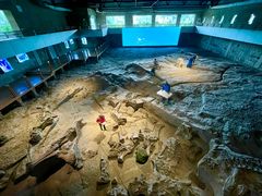 -自贡恐龙博物馆