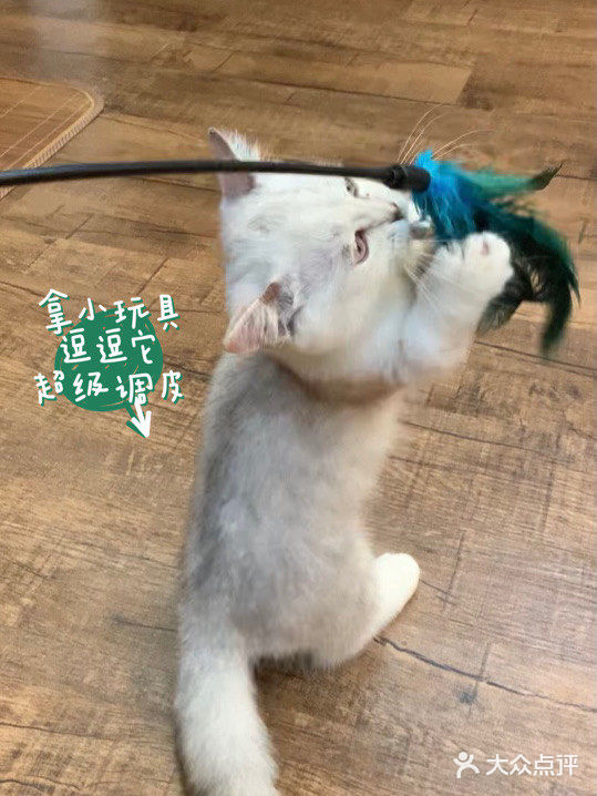 中山探店·庭院式撸猫馆❗️不限时‼️煮茶戏猫