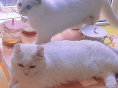 -MOYOYO猫咪咖啡店