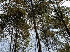 -桤木河湿地公园