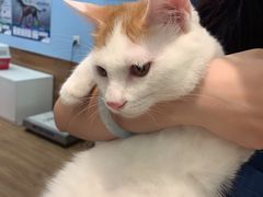 -瑞派·关忠动物医院·异宠专科·犬猫肿瘤·皮肤专科(望京店)