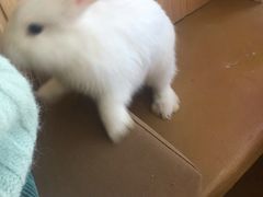 -猫猫幼稚园·撸猫·桌游·电玩