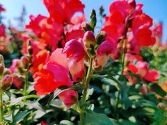 -海心沙亚运公园