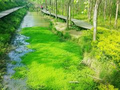 -合肥滨湖国家森林公园