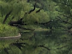 -上海共青森林公园