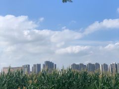 -光明小镇欢乐田园