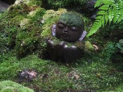 -植觉