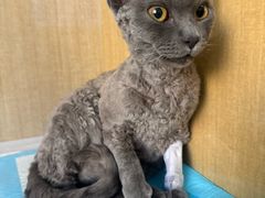 -北京观赏动物医院·24小时大型综合·猫专科·异宠专科