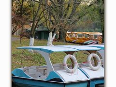 -上海共青森林公园