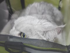 -瑞派天宁宠物医院·猫科·异宠中心