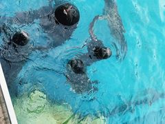 -海合安天津极地海洋公园