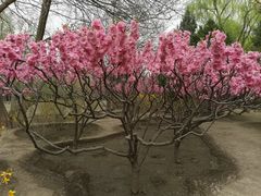 -古塔公园