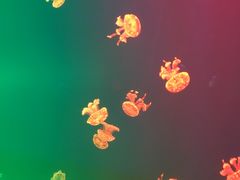 -福州罗源湾海洋世界旅游区