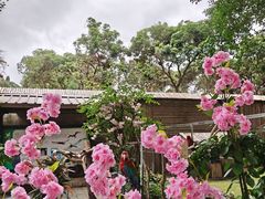 -深圳野生动物园