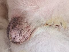 -达爱动物医院·犬猫分区·CT·复杂眼科(远洋山水分院)