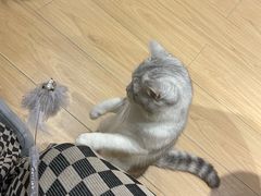 -米乐乖乖猫咪咖啡馆·猫咖(深圳湾后海汇店)