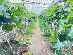 -马陆小张葡萄园农家乐