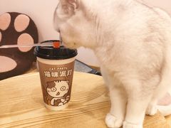 -猫咪派对(江南西店)