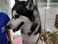 -宠福鑫康馨动物医院·骨科·眼科