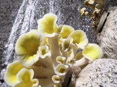 黄金菇-仙蘑洞