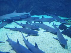 -烟台海昌鲸鲨海洋公园