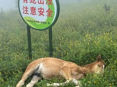 -灵山