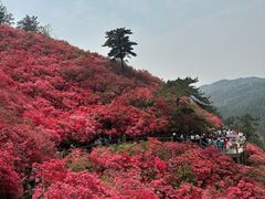 -木兰云雾山