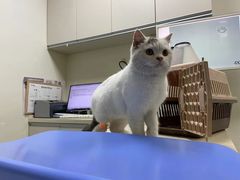 -奈斯宠物医院·核磁CT·异宠专科·内镜(中南店)