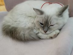 -糯米喵星人·撸猫猫舍咖啡馆(西市场嘉华店)