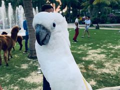 -蜈支洲岛珊瑚酒店临海阁中餐厅