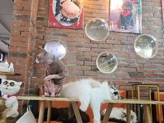 -豆逗聊愈猫阁Easy Life