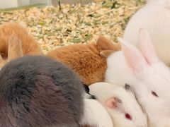 -双季花艺园艺市场(浦东店)