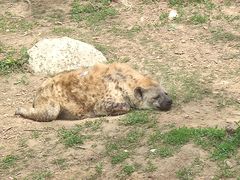 -大连森林动物园