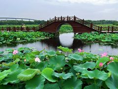 -荷塘月色湿地公园·向阳花洲