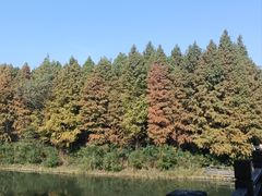 -溱湖国家湿地公园