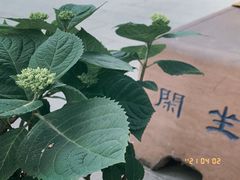 -古大圣慈寺