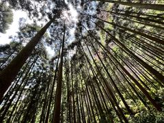 -雁荡山大龙湫景区