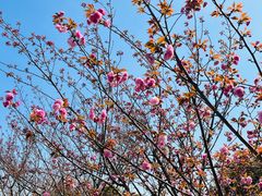-高东镇樱花园