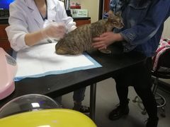 -安安宠医宠物医院·异宠·犬猫内科(岳阳分院)