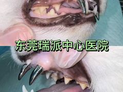 -东莞宠友24H宠物中心医院·转诊夜诊·异宠(新河北路院)